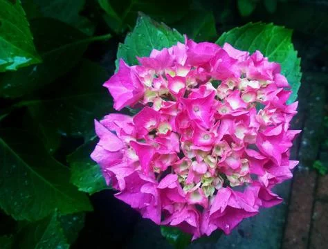 Pink hydrangea beautiful Foto stock