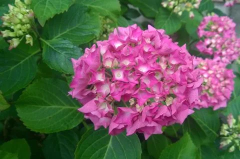 Pink hydrangea beautiful Stock Photos