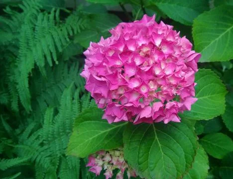 Pink hydrangea beautiful Stock Photos