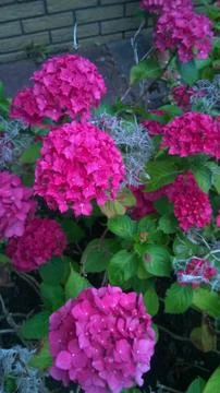 Pink hydrangea beautiful Stock Photos