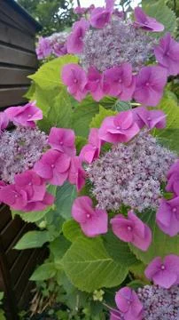 Pink hydrangea beautiful Stock Photos