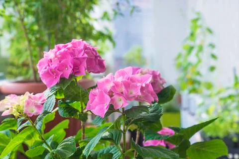 Pink hydrangea in bloom Stock Photos