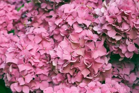 Pink hydrangea in bloom Stock Photos