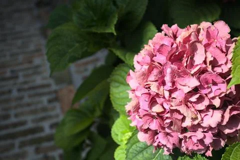 Pink hydrangea in bloom Stock Photos