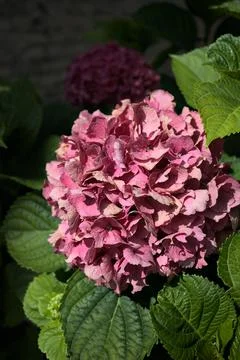 Pink hydrangea in bloom Stock Photos