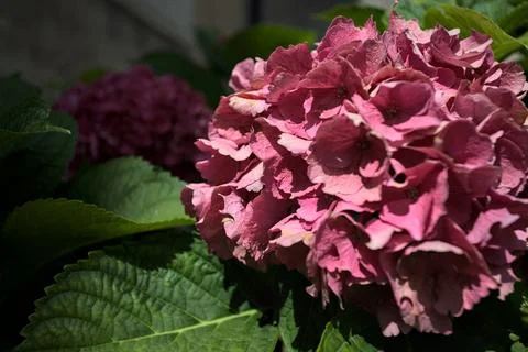 Pink hydrangea in bloom Stock Photos