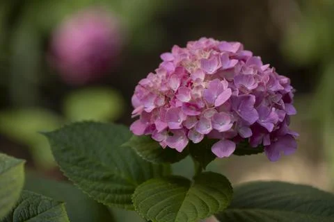 Pink Hydrangea Bloom Stock Photos