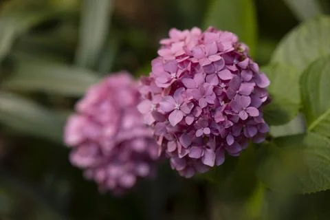 Pink Hydrangea Bloom 스톡 사진