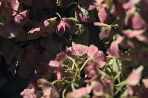 Pink hydrangea in bloom seen up close 写真素材