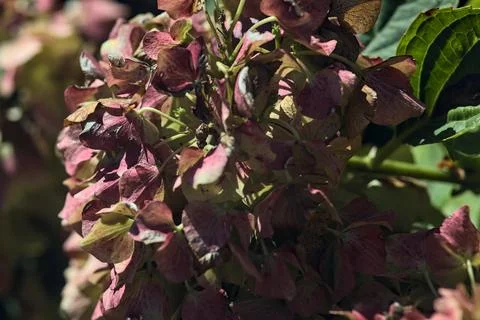 Pink hydrangea in bloom seen up close 写真素材
