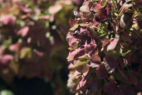 Pink hydrangea in bloom seen up close Stock Photos