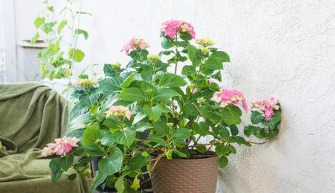 Pink hydrangea in bloom in veranda Stock Photos