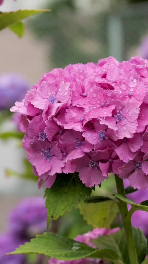 Pink Hydrangea Blooming After Rain in Garden, Vertical 動画素材 336786422