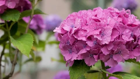 Pink Hydrangea Blooming After Rain in Garden 動画素材 336883274