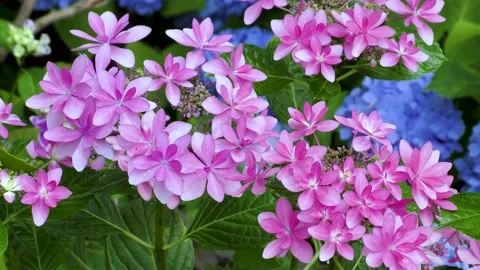 Pink hydrangea blooming Stock Footage 145107388