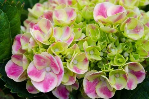 Pink Hydrangea Blooming Stock Photos
