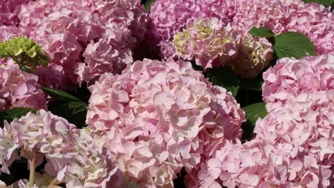 Pink hydrangea blooms Stock Footage 210206740