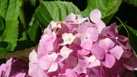 Pink hydrangea blooms in summer sunlight Stock Footage 280127151