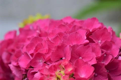 A pink hydrangea blossom as a close up Stock Photos