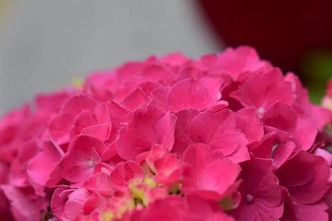 A pink hydrangea blossom as a close up Stock Photos