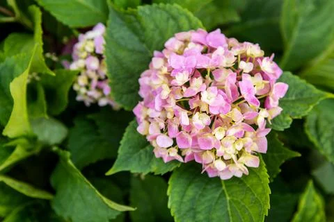 Pink Hydrangea blossoms close up. Hydrangea macrophylla shrub. Hortensia flor Stock Photos