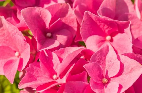 Pink hydrangea blossoms, close-up Stock Photos