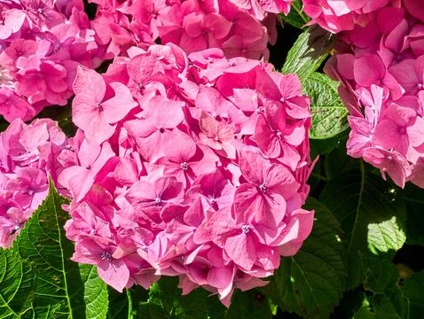 Pink hydrangea blossoms in full bloom 스톡 사진