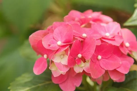 Pink hydrangea blossoms Stock Photos