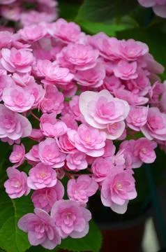Pink hydrangea blossoms Stock Photos