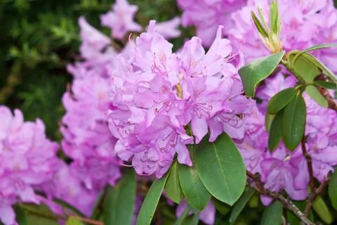 Pink hydrangea blossoms Stock Photos