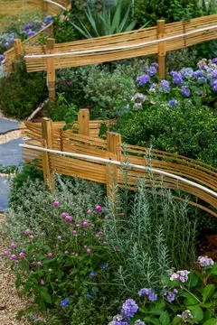 Pink hydrangea border next to wavy bamboo fence Stock Photos