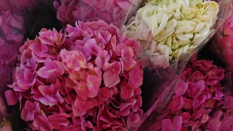 Pink hydrangea bouquets panning in slow motion 库存影片 334223815