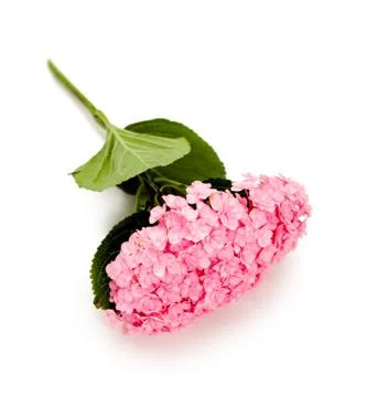 Pink hydrangea branch on a white background Stock Photos