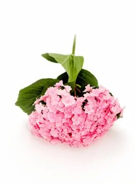 Pink hydrangea branch on a white background Stock Photos
