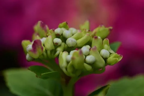 A pink hydrangea bud as a close up Stock Photos