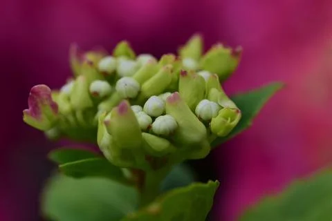 A pink hydrangea bud as a close up Stock Photos