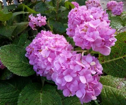 Pink hydrangea bush with blurred background Stock Photos