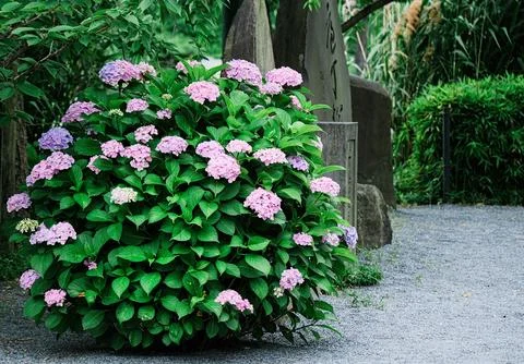 Pink hydrangea bush on dark contrast background Stock Photos