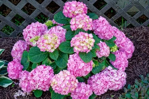 Pink hydrangea bush in full bloom Stock Photos