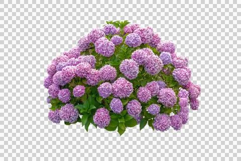 Pink hydrangea bush isolated transparent png. Blooming garden flower Stock Photos
