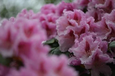 Pink Hydrangea Bush Stockfoto's