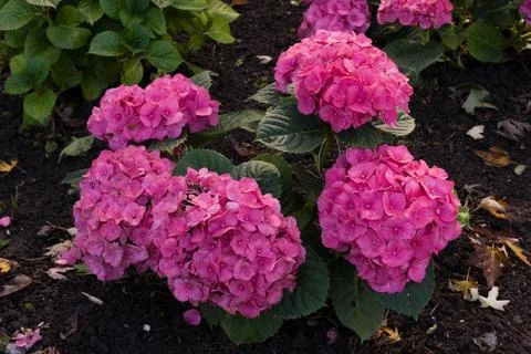 Pink hydrangea bush Stock Photos