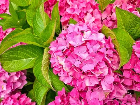 Pink Hydrangea Bush Stock Photos