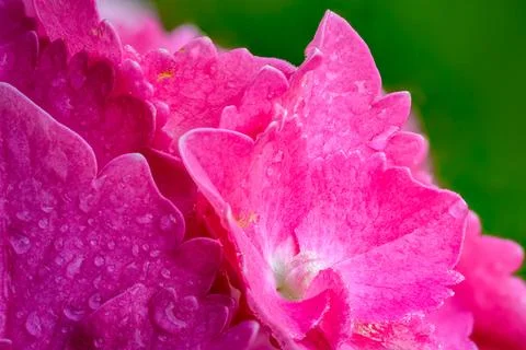 Pink hydrangea cluster dew and fern leaf Stock Photos