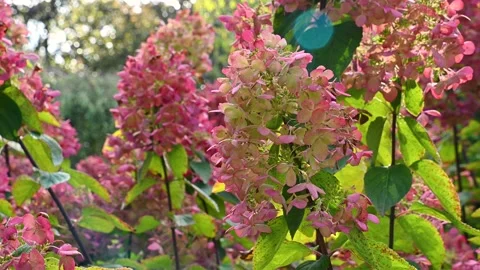 Pink hydrangea clusters swaying in sunlit backyard garden border Stock Footage 331221761