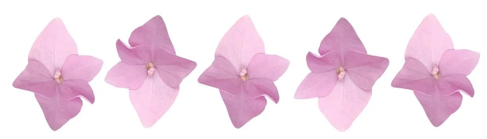 Pink Hydrangea florets isolated on a white background, floral composition Stock Photos