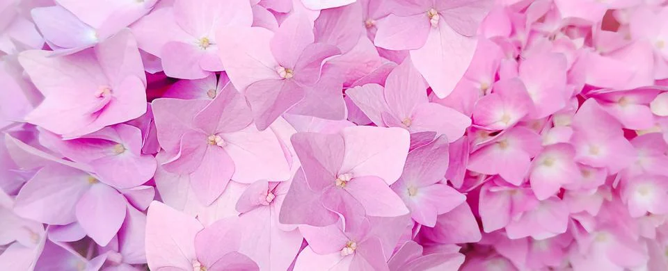 Pink Hydrangea florets isolated on a white background, floral composition Stock Photos