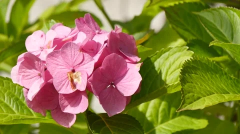 Pink Hydrangea flower, 4k Видео 42010223