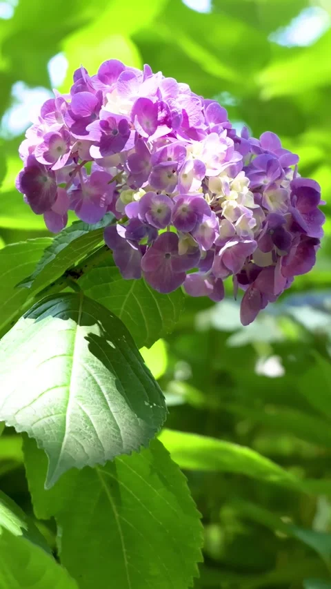 Pink hydrangea flower blooming and swaying in gentle breeze Vídeos de archivo 336176535
