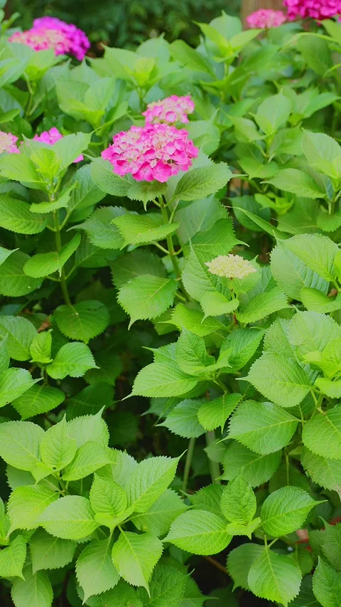 Pink hydrangea flower blooming with a young bud in a green garden Stock Footage 337678735